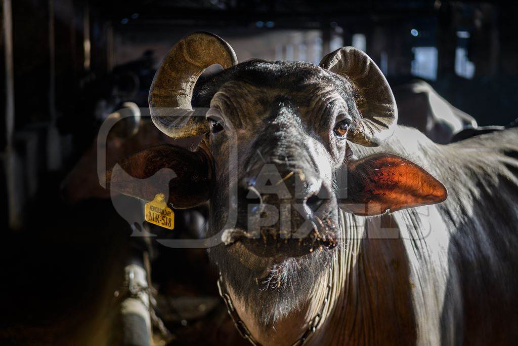 Indian buffaloes chained up in a shed with shafts of light on an urban dairy farm or tabela, Aarey milk colony, Mumbai, India, 2023