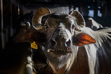 Indian buffaloes chained up in a shed with shafts of light on an urban dairy farm or tabela, Aarey milk colony, Mumbai, India, 2023