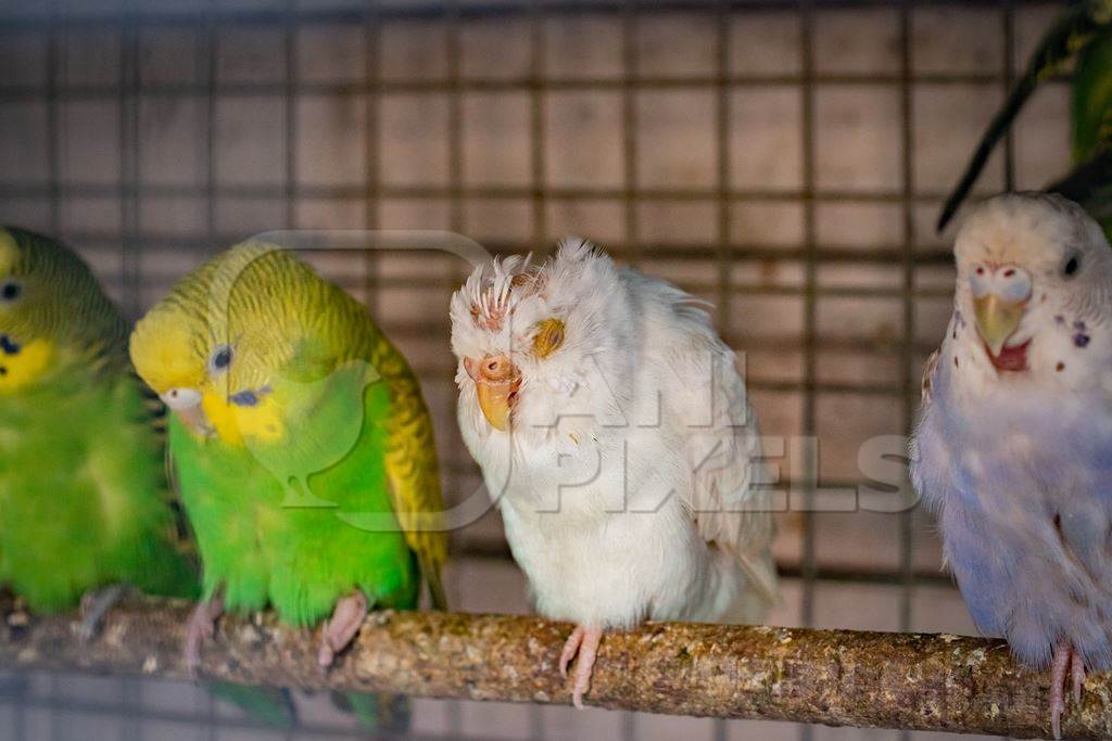 Sick budgerigar or parakeet birds in cage at Crawford pet market in Mumbai