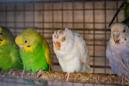 Sick budgerigar or parakeet birds in cage at Crawford pet market in Mumbai
