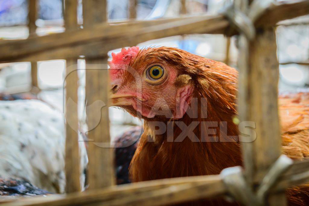 Chickens on sale in bamboo baskets at an animal market