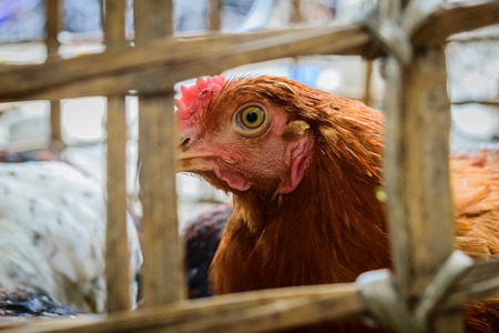 Chickens on sale in bamboo baskets at an animal market