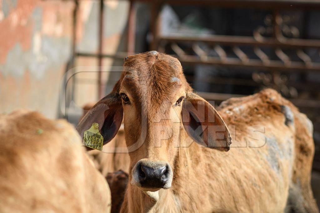 Indian cow in an enclosure at a gaushala or goshala in Jaipur, India, 2022