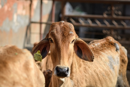 Indian cow in an enclosure at a gaushala or goshala in Jaipur, India, 2022
