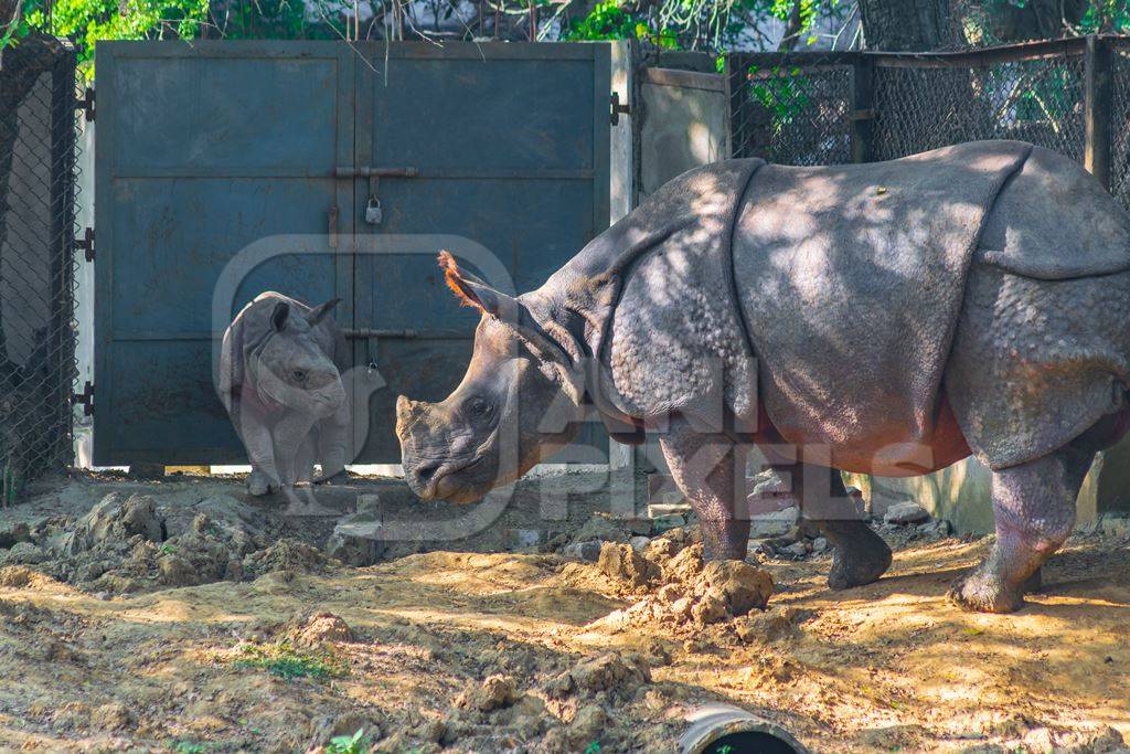 Captive Indian one horned rhino with baby calf  at Sanjay Gandhi Jaivik Udyan zoo in Patna, Bihar in India