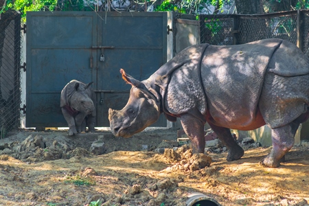 Captive Indian one horned rhino with baby calf  at Sanjay Gandhi Jaivik Udyan zoo in Patna, Bihar in India