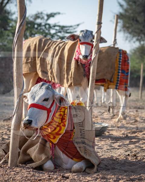 Indian cows or bullocks tied up with nose ropes and wearing blankets at Nagaur Cattle Fair, Nagaur, Rajasthan, India, 2022