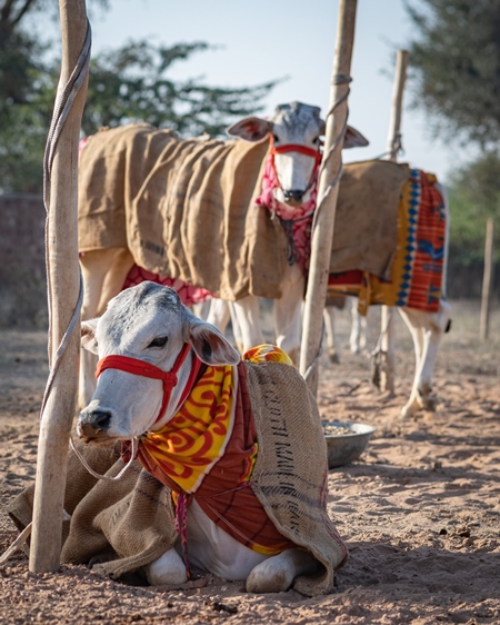Indian cows or bullocks tied up with nose ropes and wearing blankets at Nagaur Cattle Fair, Nagaur, Rajasthan, India, 2022