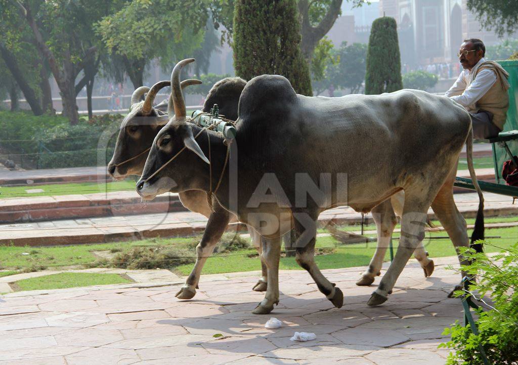 Large bullocks pulling cart with man on top in garden