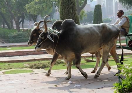 Large bullocks pulling cart with man on top in garden