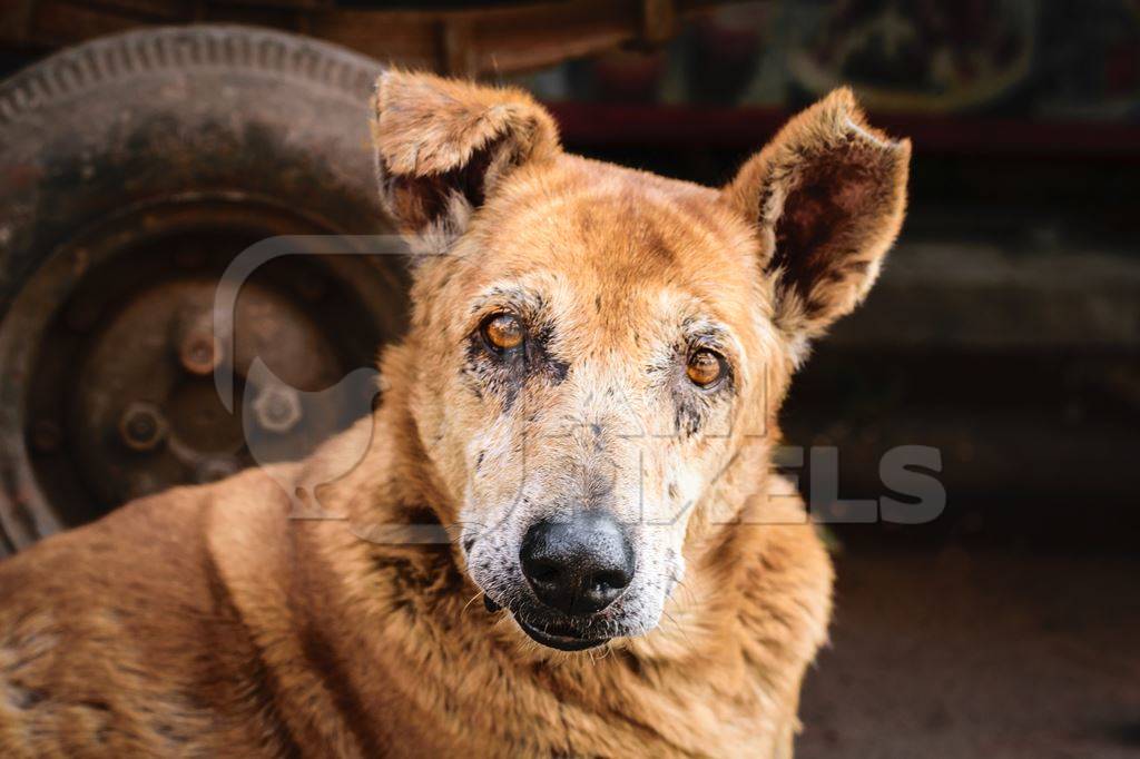 Close up of face old brown street dog with grey muzzle and V-shaped notch in ear to indicate sterilisation