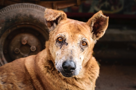 Close up of face old brown street dog with grey muzzle and V-shaped notch in ear to indicate sterilisation