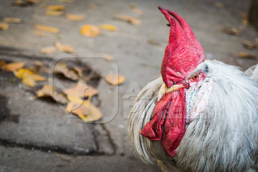 Cockerel or rooster in the street in the Indian city of Mumbai