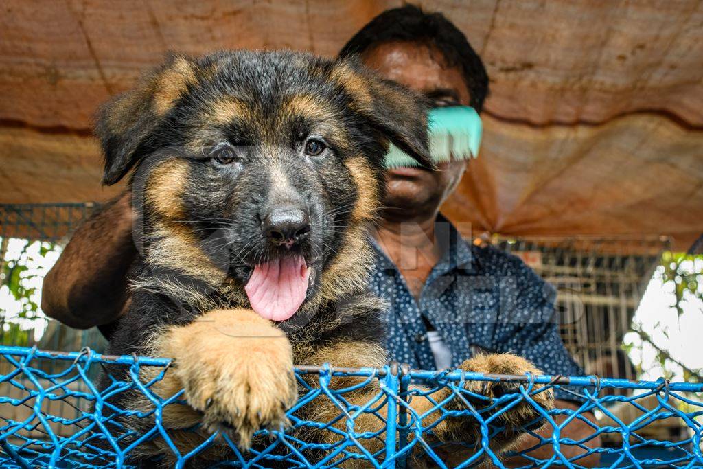 A dog seller combs pedigree or breed puppy dogs on sale at Galiff Street pet market, Kolkata, India, 2022