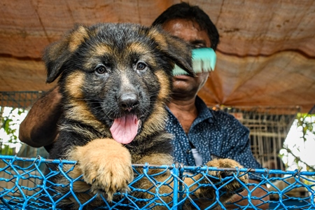 A dog seller combs pedigree or breed puppy dogs on sale at Galiff Street pet market, Kolkata, India, 2022