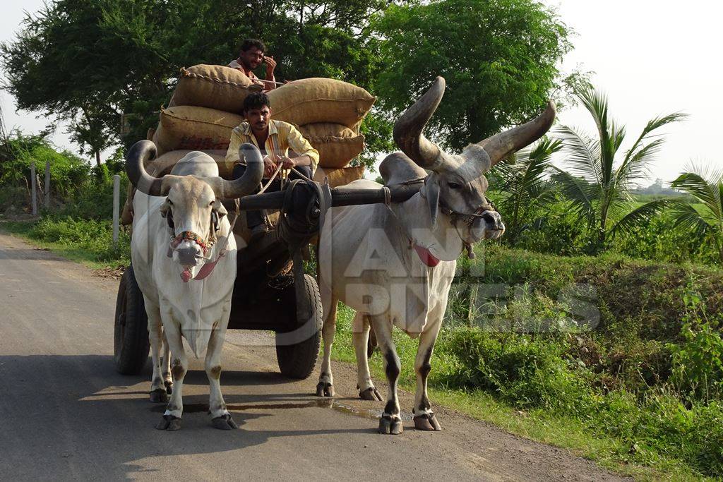 Kankrej bullocks pulling a cart piled with sacks along a road in rural Gujurat