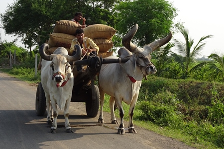 Kankrej bullocks pulling a cart piled with sacks along a road in rural Gujurat