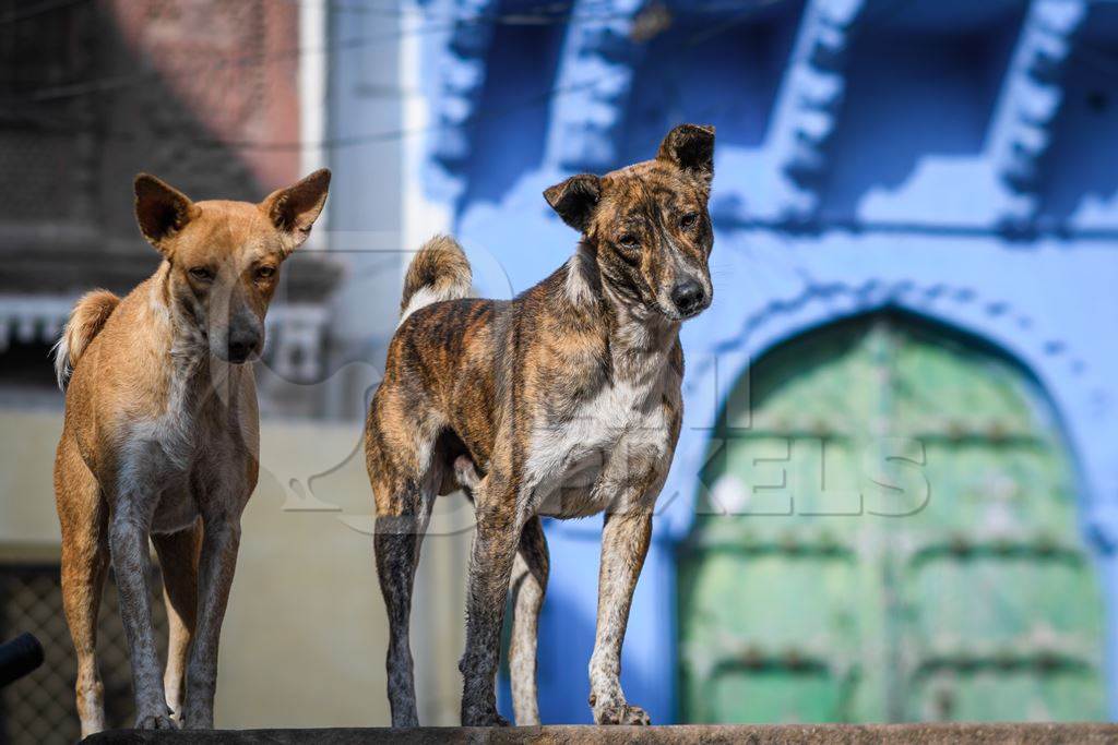 Indian street dogs or stray pariah dogs with green door and blue wall background in the urban city of Jodhpur, India, 2022