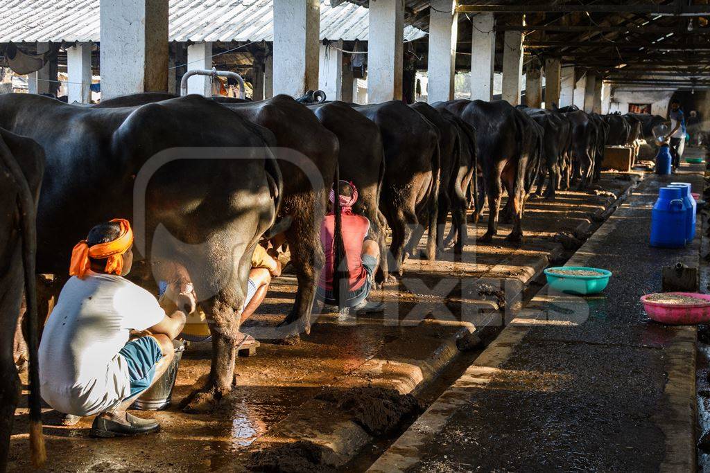 Workers milking farmed Indian buffaloes on an urban dairy farm or tabela, Aarey milk colony, Mumbai, India, 2023