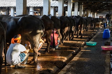 Workers milking farmed Indian buffaloes on an urban dairy farm or tabela, Aarey milk colony, Mumbai, India, 2023