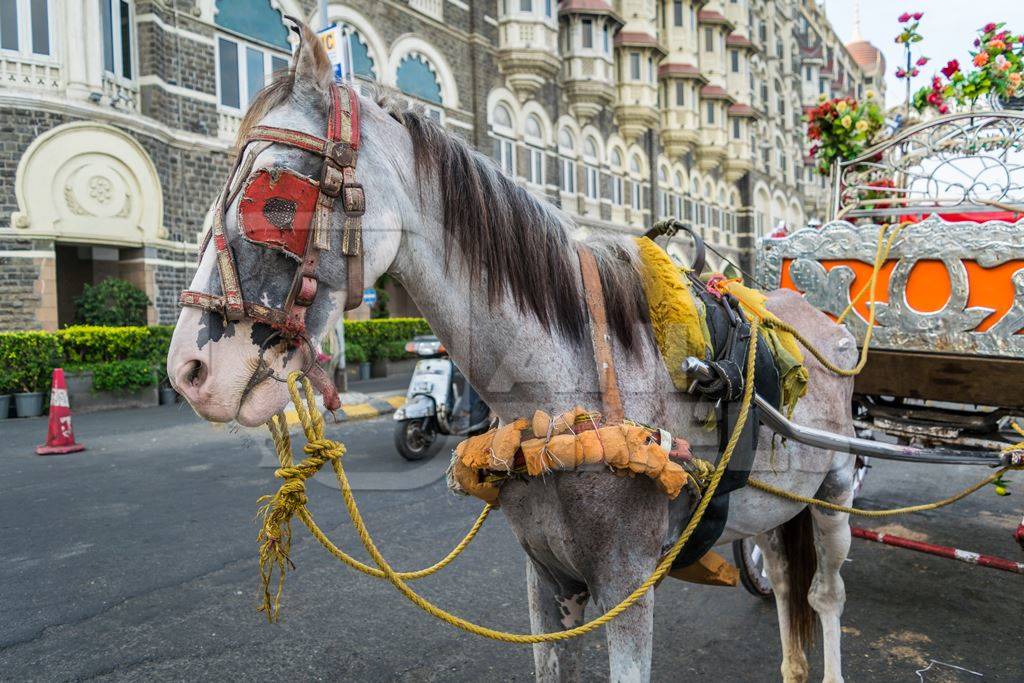 Horse used for carriage rides in Mumbai