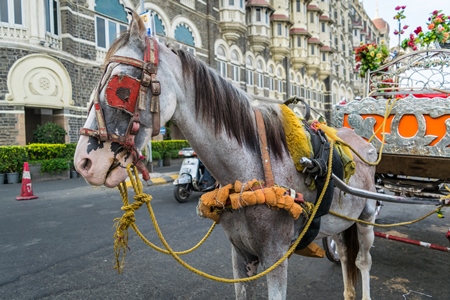 Horse used for carriage rides in Mumbai