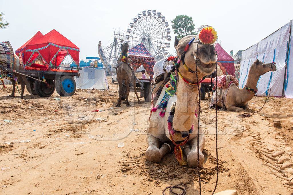 Indian camels harnessed to decorated carts to give tourist rides at Pushkar camel fair in Rajasthan in India, 2019