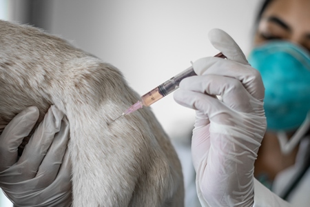 Street dog being vaccinated against rabies with anti rabies injection by veterinary doctor