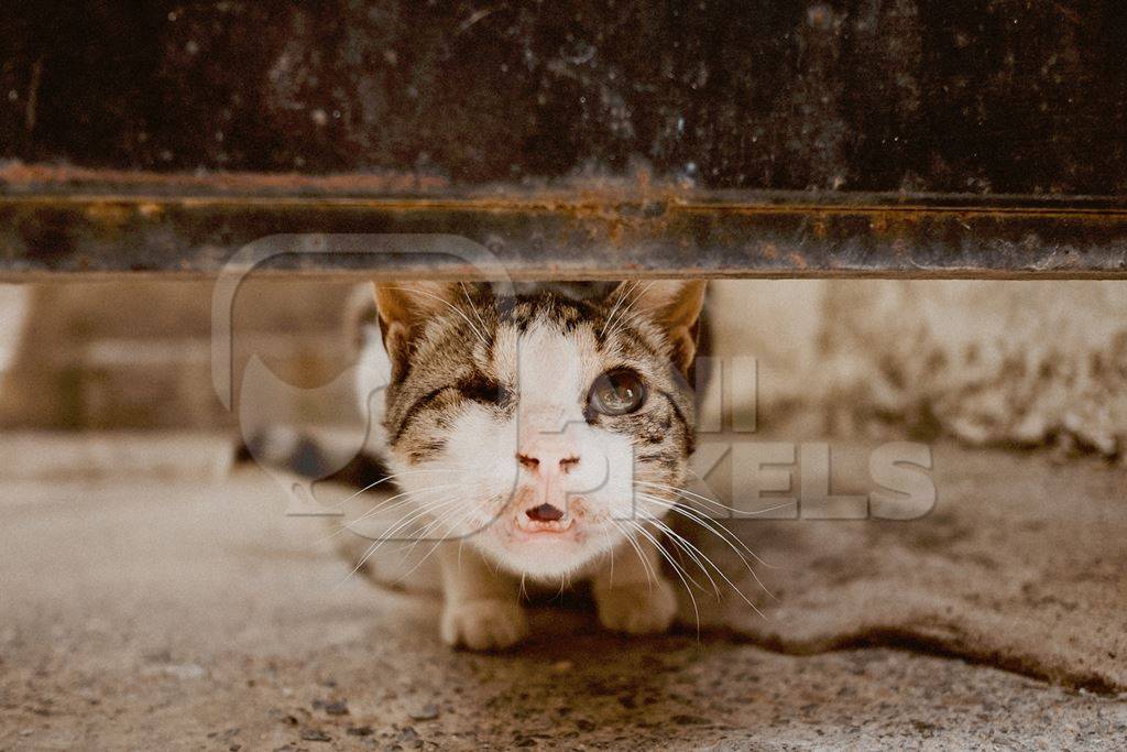 Sad one eyed street kitten under door