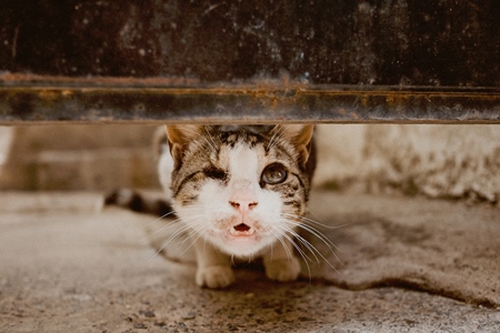 Sad one eyed street kitten under door
