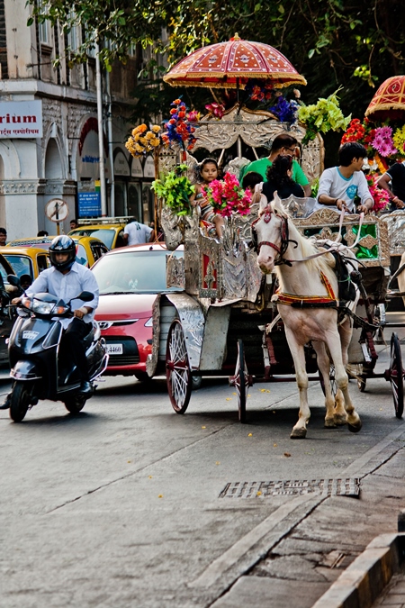 Carriage horse in Mumbai on road