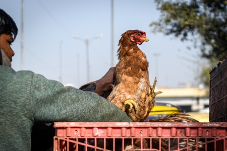Indian broiler chickens roughly handled at Ghazipur murga mandi, Ghazipur, Delhi, India, 2022