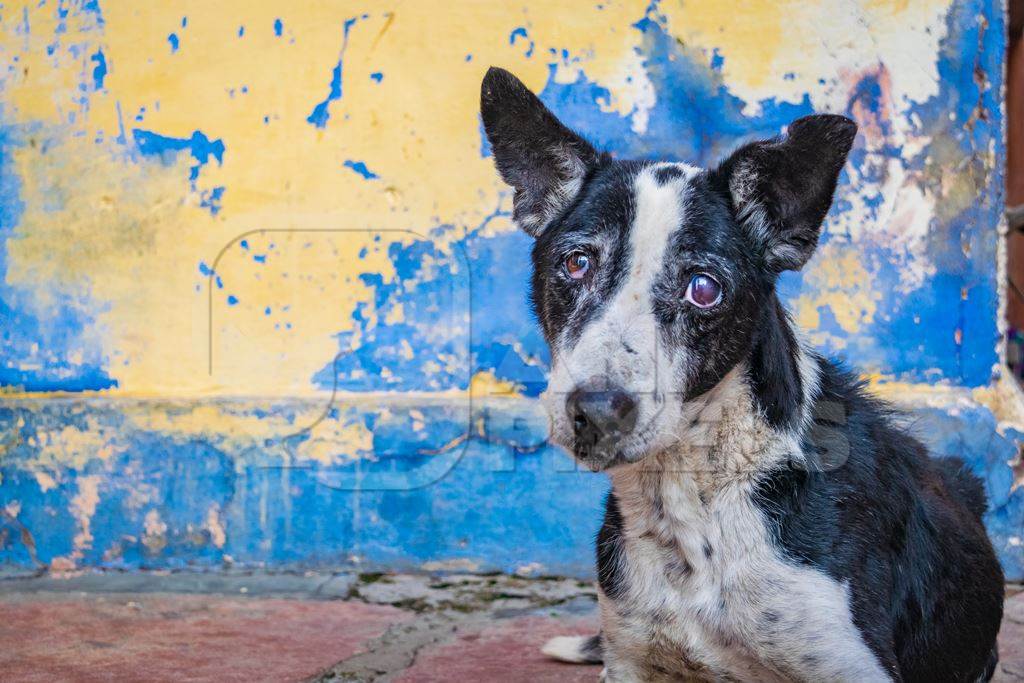 Old Indian stray street dog with blue and yellow wall background, Jodhpur, India, 2017