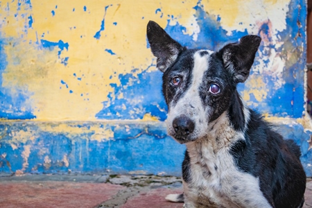 Old Indian stray street dog with blue and yellow wall background, Jodhpur, India, 2017