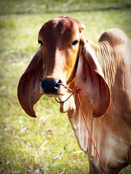 Brown brahmin cow with long ears and field