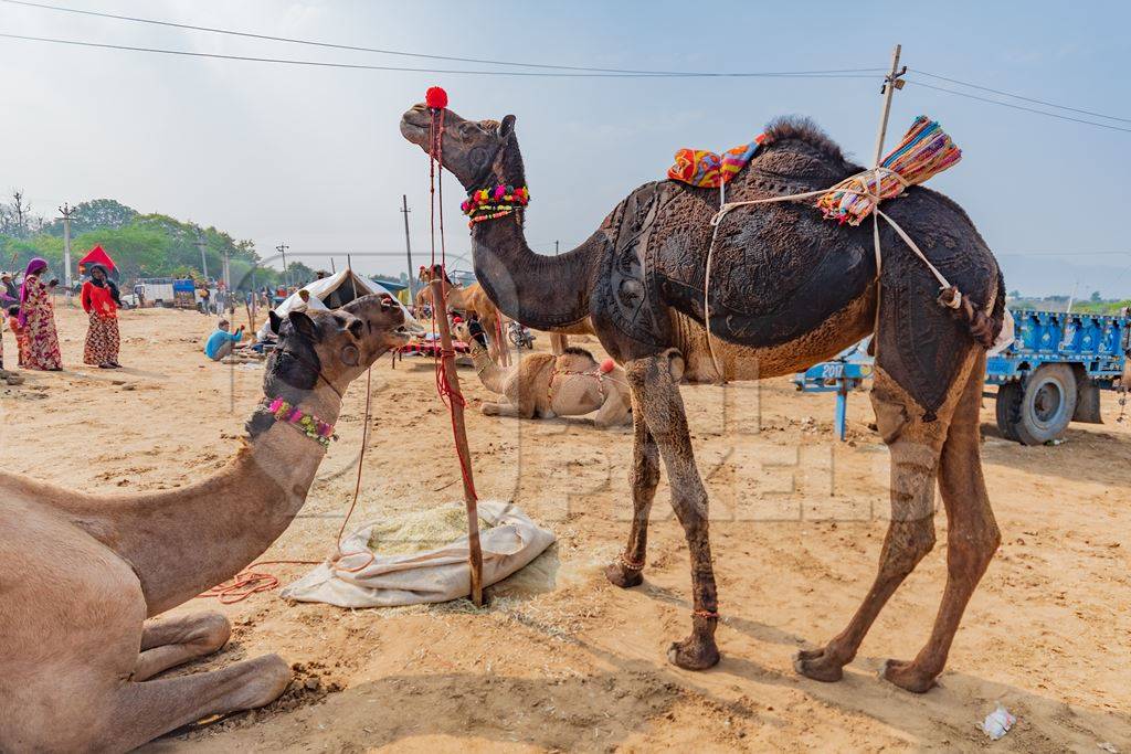 Decorated Indian camels in a field at Pushkar camel fair or mela in Rajasthan, India, 2019