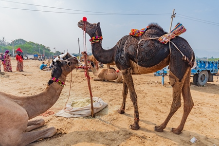 Decorated Indian camels in a field at Pushkar camel fair or mela in Rajasthan, India, 2019