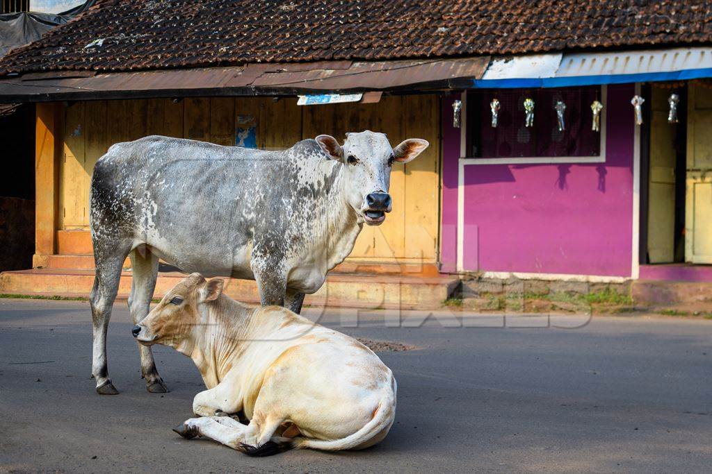 Indian street cows in the road with pink background in the village of Malvan, Maharashtra, India, 2022