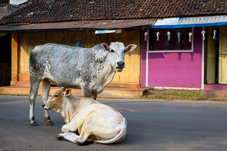 Indian street cows in the road with pink background in the village of Malvan, Maharashtra, India, 2022