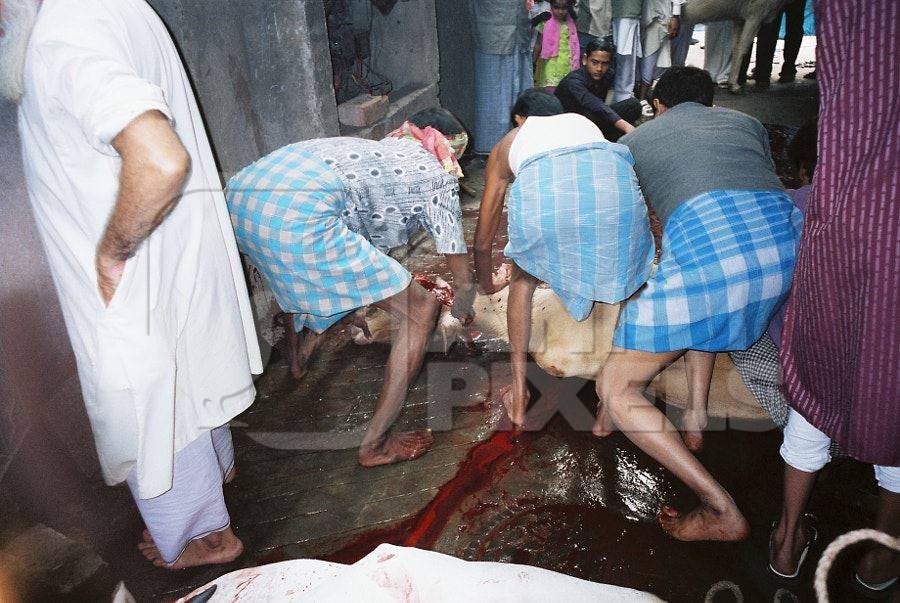 Men sacrificing bullock in street with red blood, India