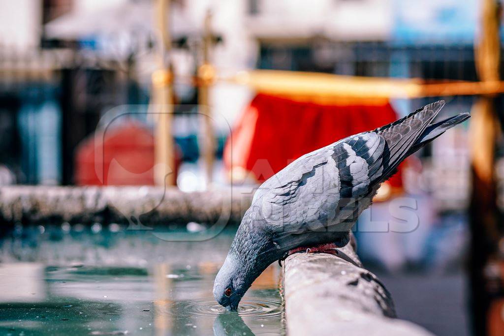 Pigeon drinking water from a trough on the street