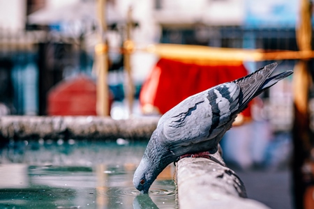 Pigeon drinking water from a trough on the street