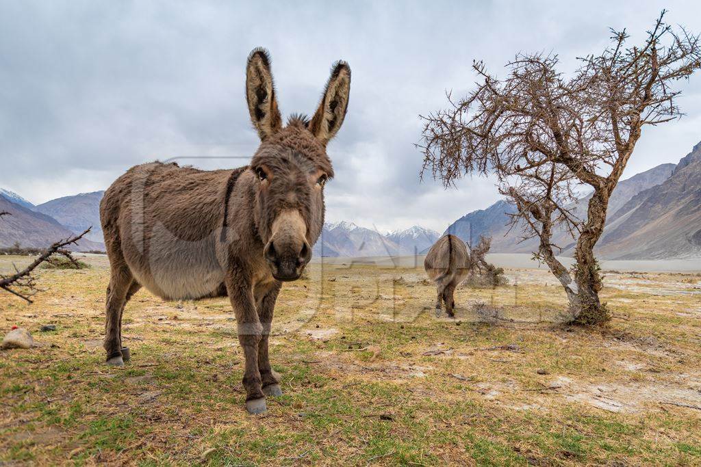Donkeys grazing near Pangong Lake in Ladakh in the Himalayas, India