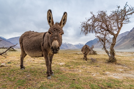 Donkeys grazing near Pangong Lake in Ladakh in the Himalayas, India