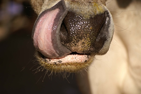 Close up of white cow licking nose