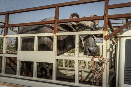 Indian buffaloes tied up in a transport truck at Nagaur Cattle Fair, Nagaur, Rajasthan, India, 2022