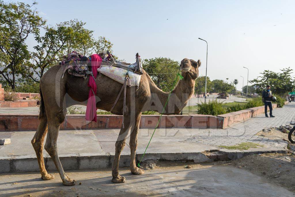 Indian camel with saddle used for animal rides for tourists, Jaipur, India, 2022