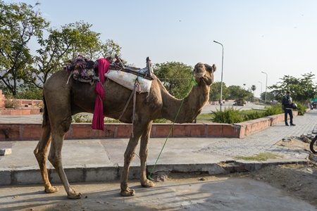 Indian camel with saddle used for animal rides for tourists, Jaipur, India, 2022