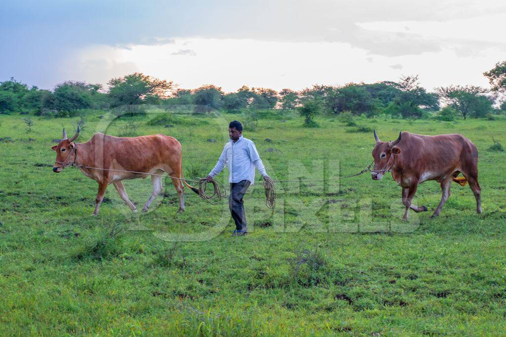 Farmer leading Indian cows or bullocks on ropes in green field with blue sky background in Maharashtra in India