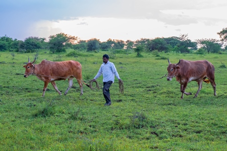 Farmer leading Indian cows or bullocks on ropes in green field with blue sky background in Maharashtra in India